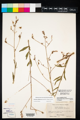 Oenothera filiformis image