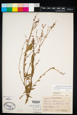 Oenothera gaura image