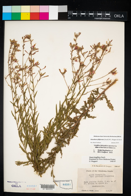 Oenothera filiformis image