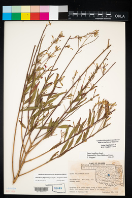 Oenothera filiformis image