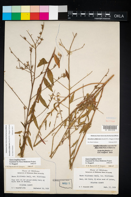 Oenothera filiformis image