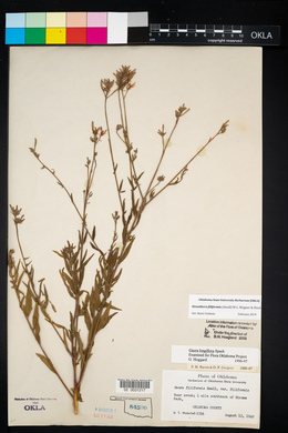 Oenothera filiformis image