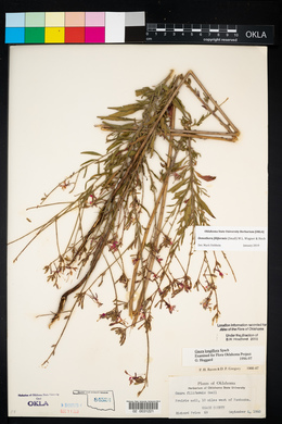 Oenothera filiformis image