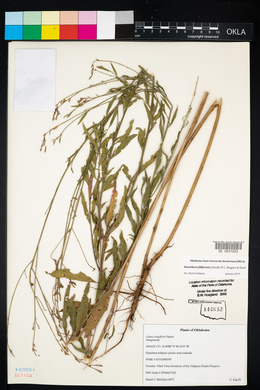 Oenothera filiformis image