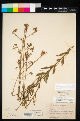 Oenothera filiformis image