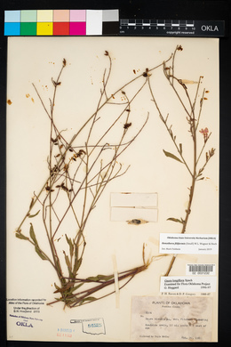 Oenothera filiformis image