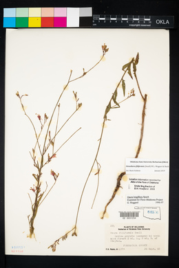 Oenothera filiformis image