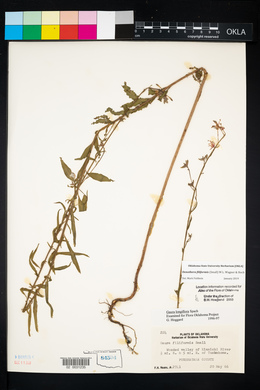 Oenothera filiformis image