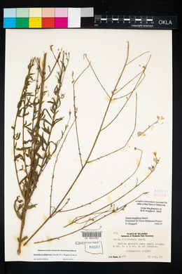 Oenothera filiformis image