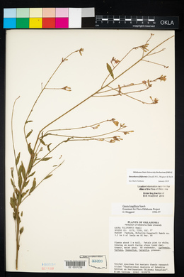 Oenothera filiformis image