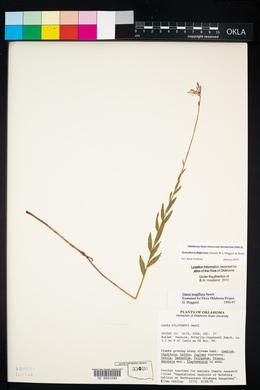 Oenothera filiformis image