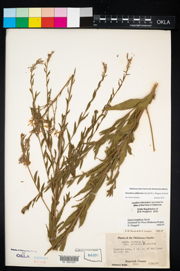 Oenothera filiformis image