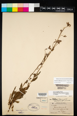 Oenothera filiformis image