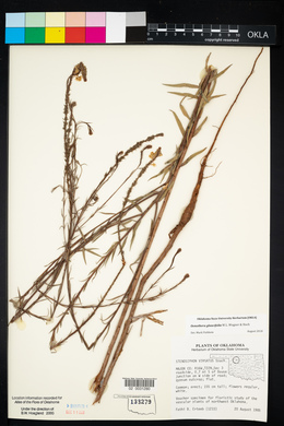 Oenothera glaucifolia image