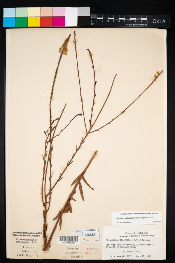 Stenosiphon linifolius image