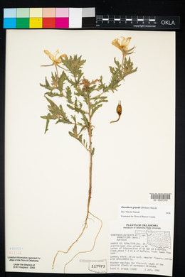 Oenothera grandis image