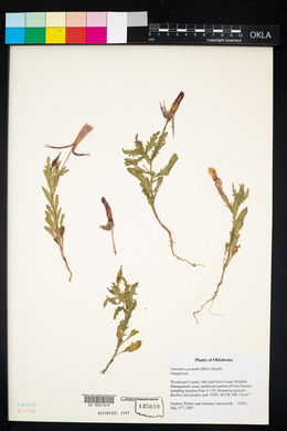 Oenothera grandis image