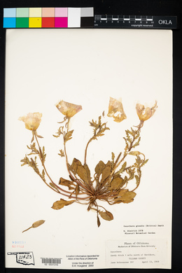 Oenothera grandis image