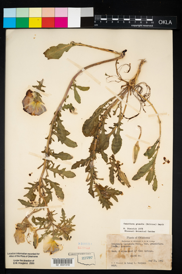 Oenothera grandis image