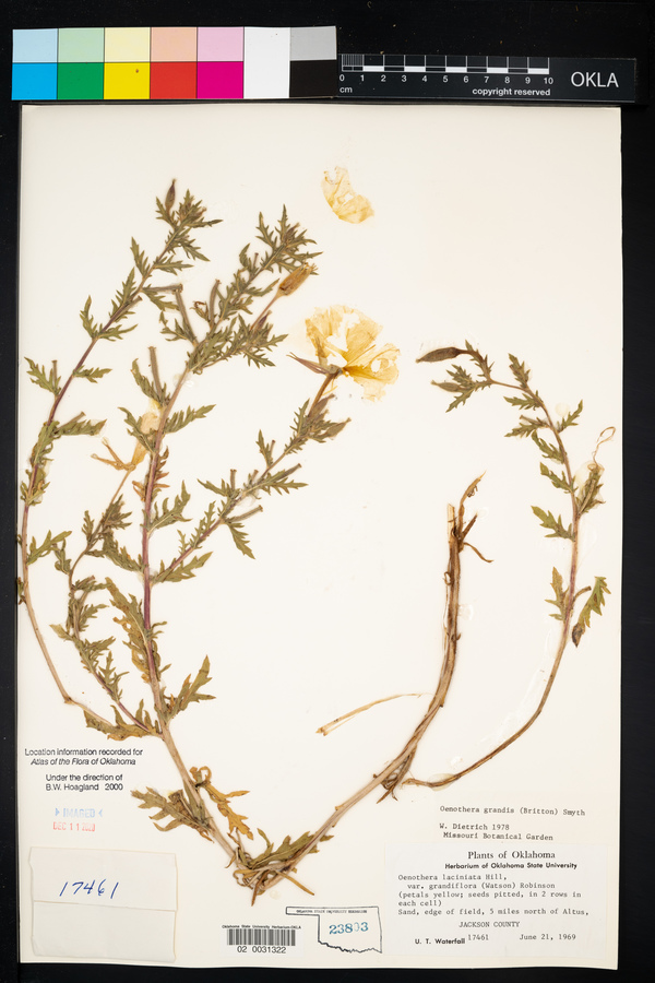 Oenothera grandis image