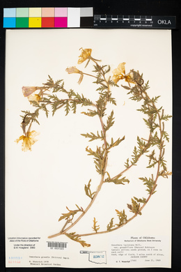 Oenothera grandis image