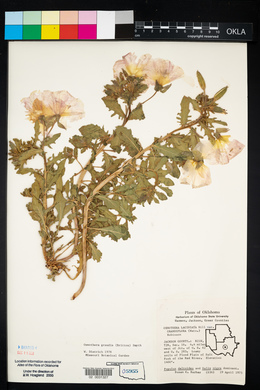 Oenothera grandis image