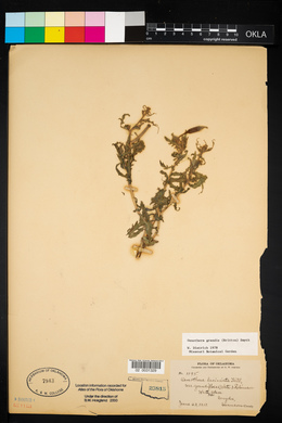 Oenothera grandis image