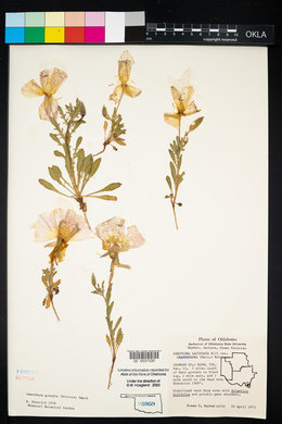 Oenothera grandis image