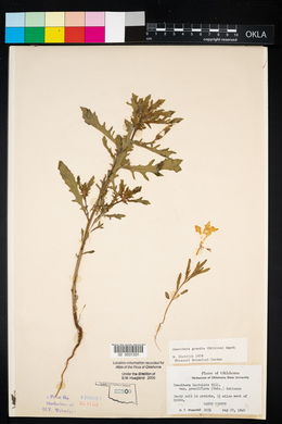 Oenothera grandis image