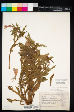 Oenothera grandis image