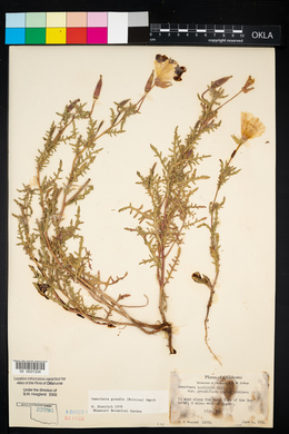 Oenothera grandis image