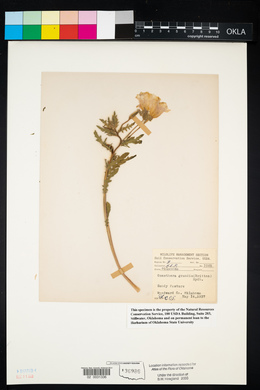 Oenothera grandis image