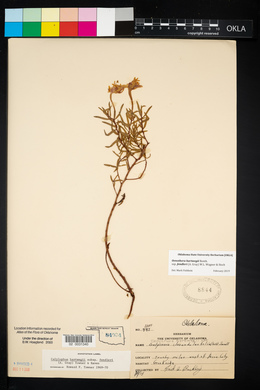 Calylophus hartwegii subsp. fendleri image