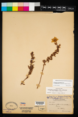 Calylophus hartwegii subsp. pubescens image