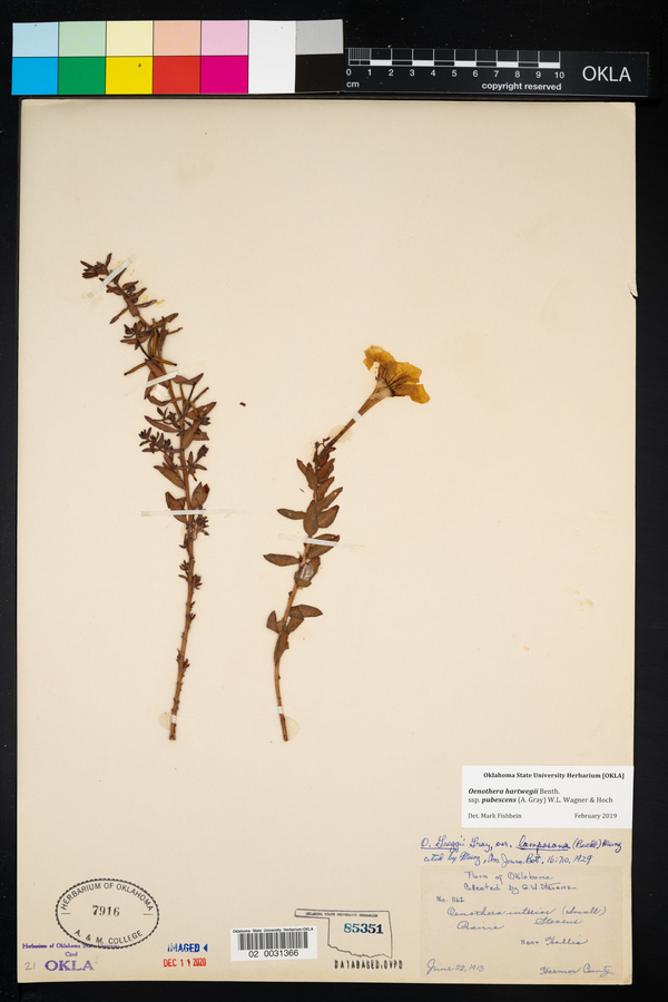 Oenothera interior image