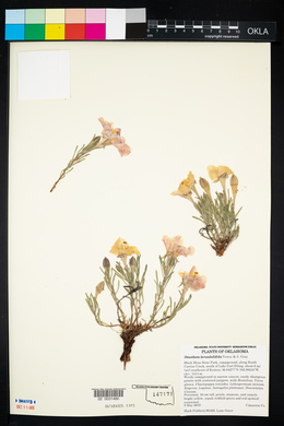 Calylophus lavandulifolius image