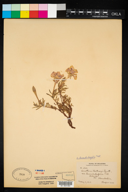 Calylophus lavandulifolius image