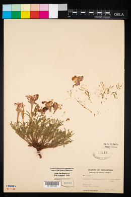 Calylophus lavandulifolius image