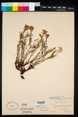 Calylophus lavandulifolius image