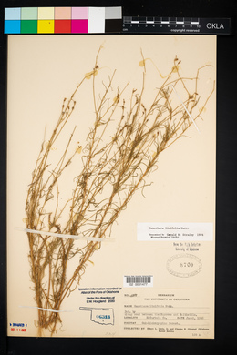 Oenothera linifolia image