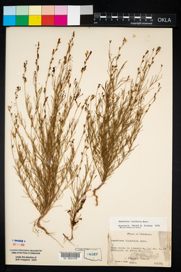 Oenothera linifolia image