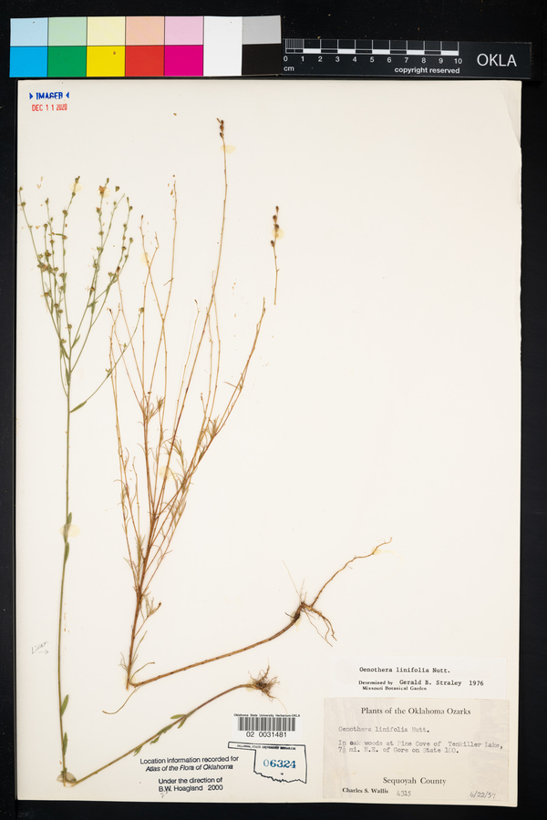 Oenothera linifolia image