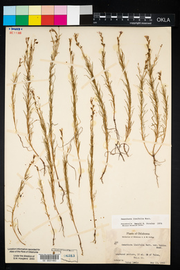 Oenothera linifolia image