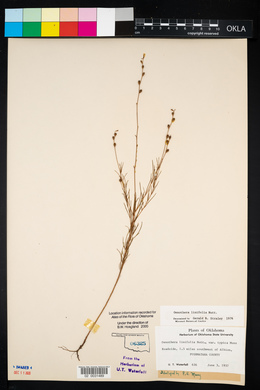 Oenothera linifolia image