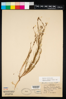 Oenothera linifolia image