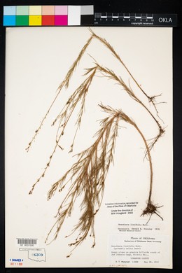 Oenothera linifolia image