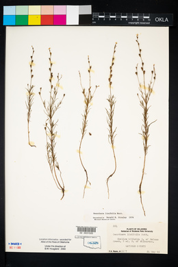 Oenothera linifolia image