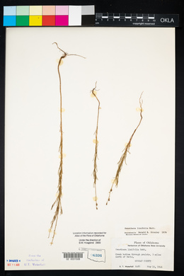 Oenothera linifolia image