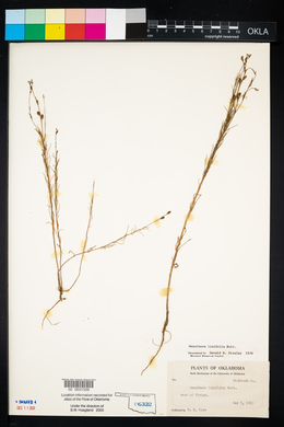 Oenothera linifolia image