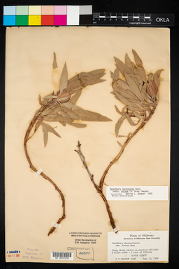 Oenothera macrocarpa image